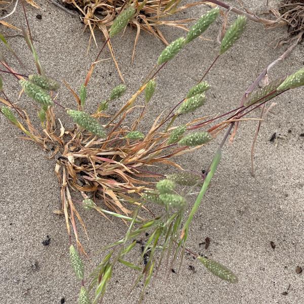 <h3>Phleum arenarium / Sand cat's‑tail / Zanddoddegras</h3>